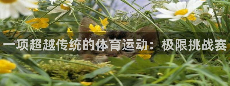 千亿国际官网下载是干嘛的公司：一项超越传统的体育运动