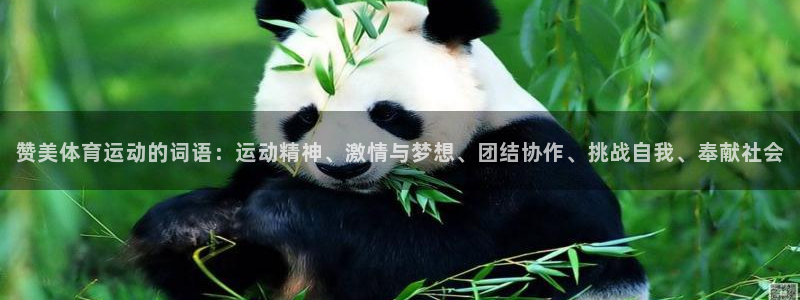 千亿国际官网下载招商电话：赞美体育运动的词语：运动精神、激情