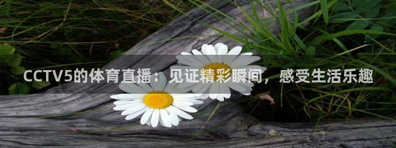 玩球直播(免费版)：CCTV5的体育直播：见证精彩瞬间，感受生活乐趣